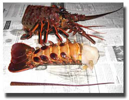 lobster piece photo