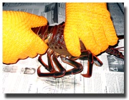 separating lobster tails photo